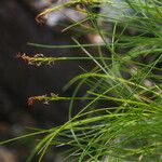 Carex vaginosa Habit