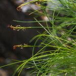 Carex vaginosa