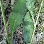 Solidago virgaurea Blatt