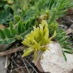 Astragalus nitidiflorus Virág