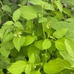 Solanum americanum List