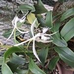 Epidendrum ciliare Çiçek