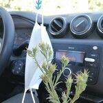 Centaurea melitensis Flower