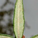 Rhododendron pubescens Hoja