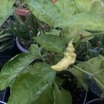 Capsicum chinense Hoja