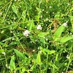 Persicaria sagittata Лист