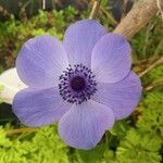 Anemone coronariaFloare