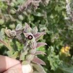 Nonea vesicaria Blatt