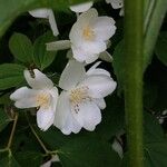 Philadelphus coronarius Flower
