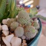 Rebutia heliosa Leaf