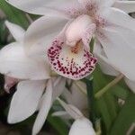 Cymbidium spp.Virág