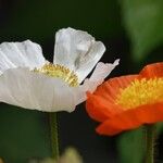 Papaver croceum Övriga