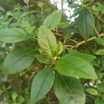 Forsythia viridissima Leaf