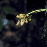 Vismia ramuliflora Flower