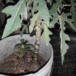 Solanum elaeagnifolium Owoc