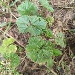 Althaea hirsuta 葉