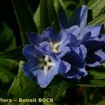 Buglossoides gastonii Blomma