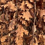 Quercus pubescens Feuille