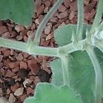 Pelargonium tomentosum Corteza