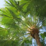 Washingtonia filifera 形態