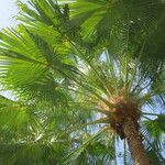 Washingtonia filifera عادت داشتن