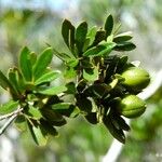 Pittosporum poumense 果實