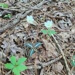 Chimaphila maculataLeaf