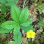 Potentilla simplex Feuille