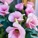 Eustoma exaltatum Cvet