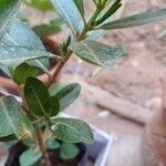 Catharanthus roseus Leht