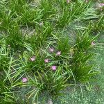 Zephyranthes rosea 花