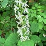 Platanthera bifoliaÕis