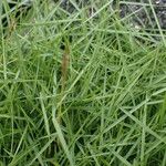 Zoysia matrella Leaf