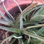 Aloe officinalisDeilen