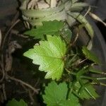 Vitis rotundifolia 果実