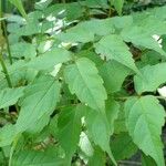 Podranea ricasoliana 葉