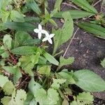 Houstonia micrantha Flor