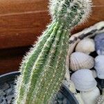 Echinocereus pectinatus Leaf