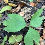 Ranunculus hispidus Leaf