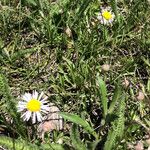 Erigeron humilis Συνήθη χαρακτηριστικά