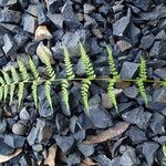 Athyrium schimperi List