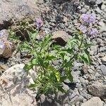 Solanum salicifolium Hoja