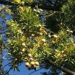 Podocarpus falcatus Frukt
