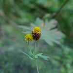Trifolium spadiceum Flor