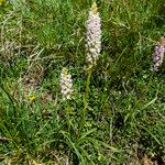 Gymnadenia odoratissima Flower