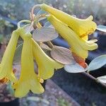 Rhododendron brassii Fleur