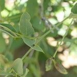 Otoptera burchellii Leaf
