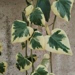 Hedera algeriensisLeaf