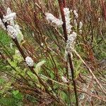 Salix lapponum Écorce