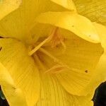 Sternbergia lutea Flower